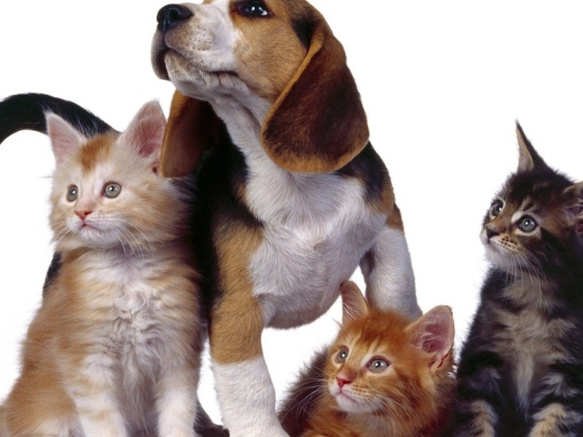 Собака и три котенка