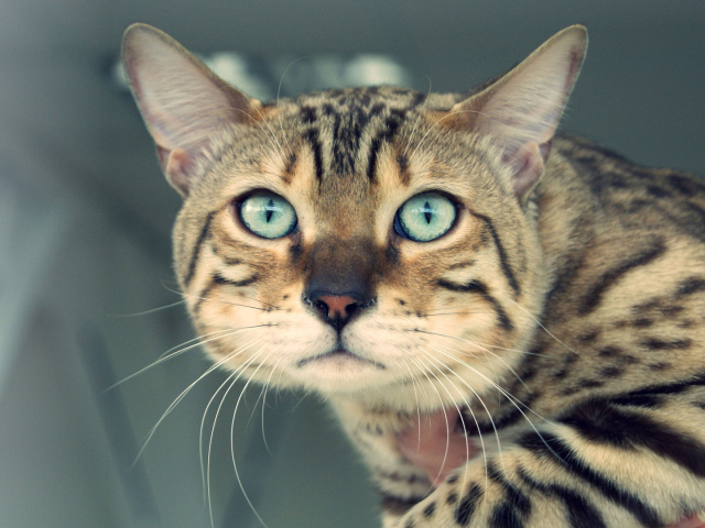 Унылый бенгальский кот