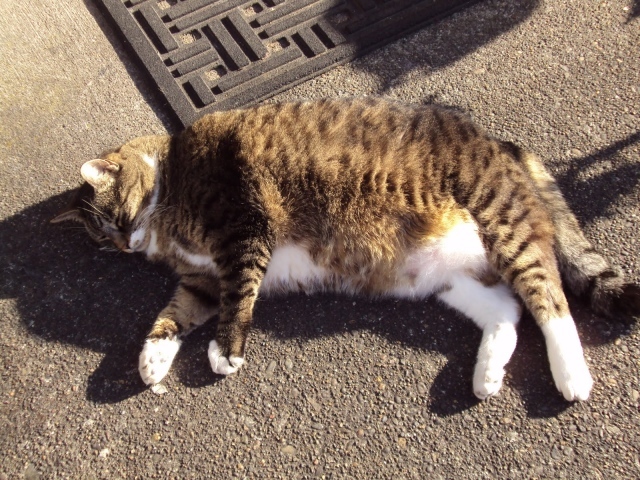 Толстый кот в тени