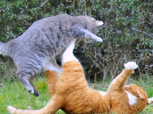 Драка котов