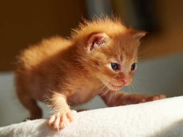 Первые шаги рыжего котёнка