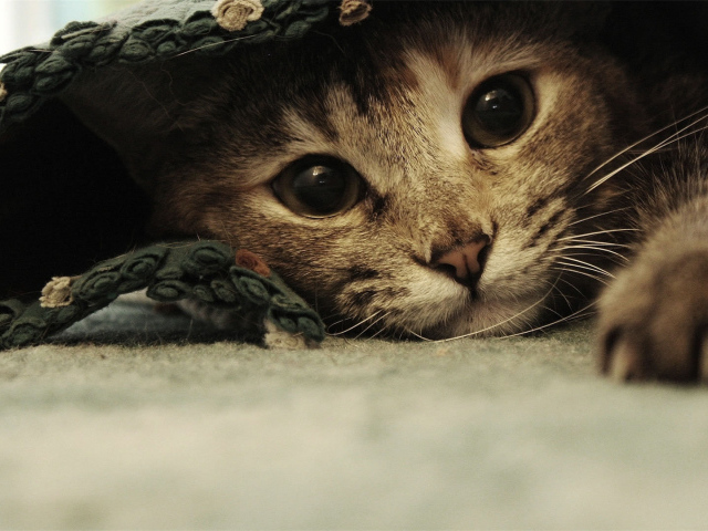 Смешной красивый кот под ковриком