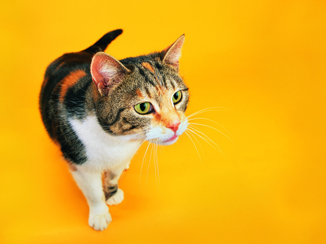 Смешной кот на оранжевом фоне