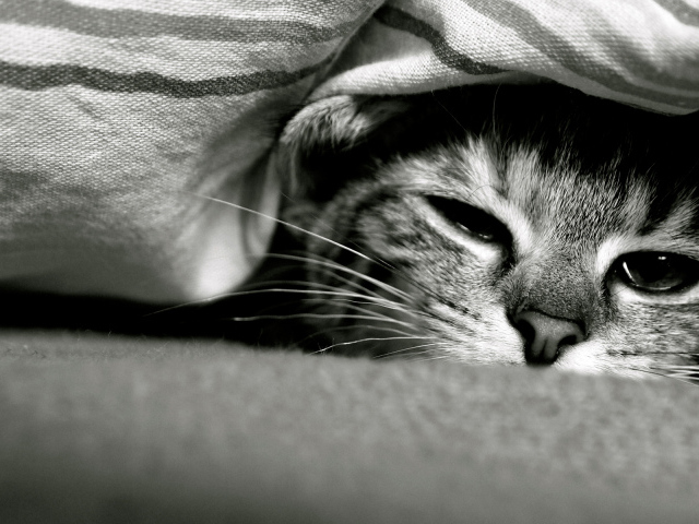 Смешной кот под одеялом