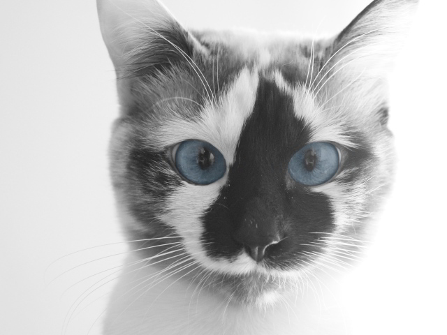 Смешной кот с голубыми глазами