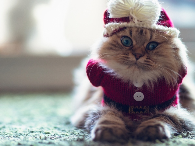 Смешной пушистый кот в наряде