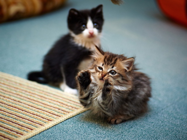 Смешной маленький игривый кот и его брат