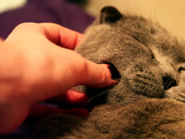 Серый шотландский вислоухий кот доволен