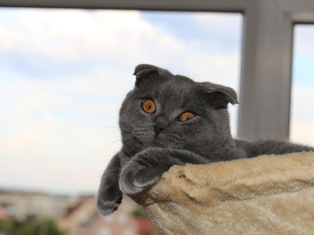 Серый шотландский вислоухий кот в своей кровати