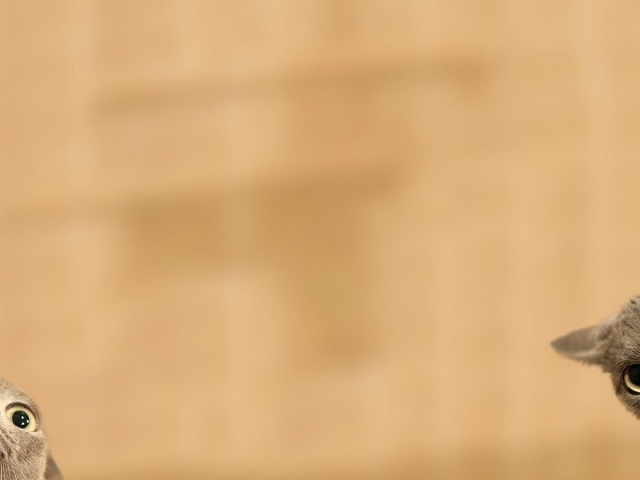 Серые коты подглядывают