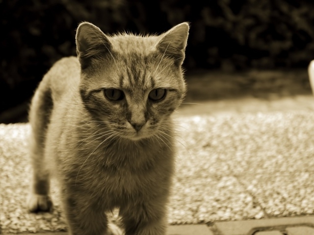 Серый кот с белыми усами