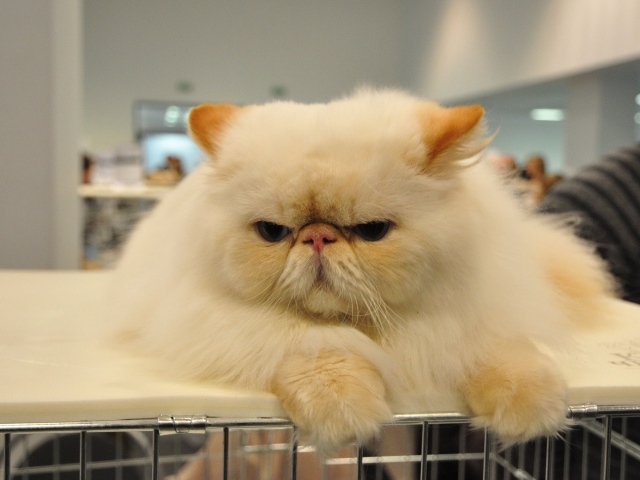 Сварливый персидский кот