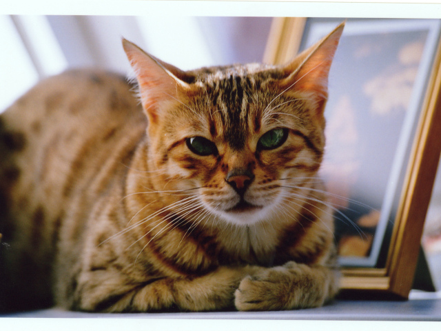 Недовольный бенгальский кот