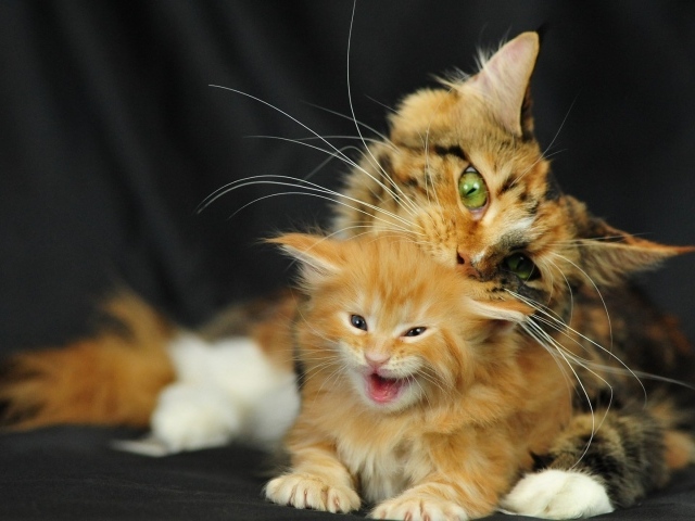 Малыш мейн-кун с мамой