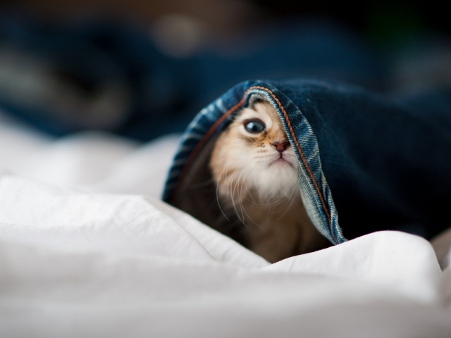 Малыш кот залез в штаны