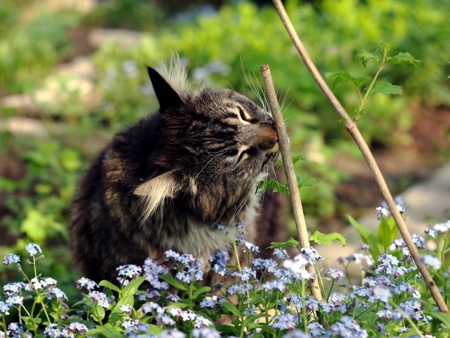 Котенок в цветах