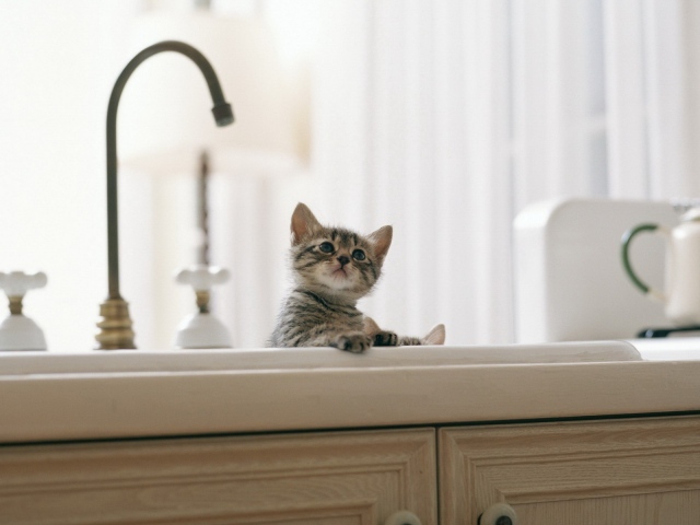 Котенок купается в раковине