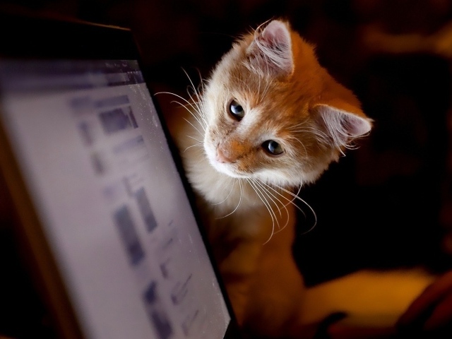 Котенок смотрит на монитор