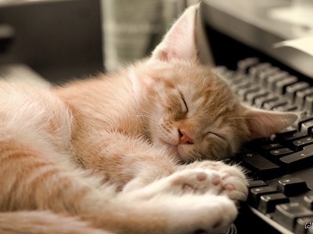 Котенок на клавиатуре