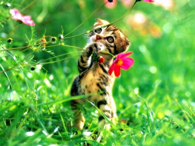 Котенок играет цветами