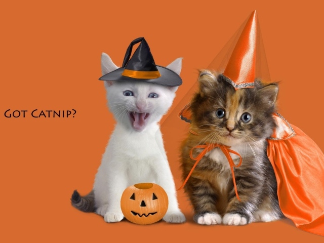 Котята в праздничных костюмах