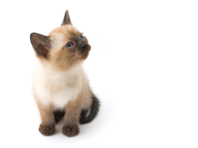 Маленький симпатичный сиамский кот позирует