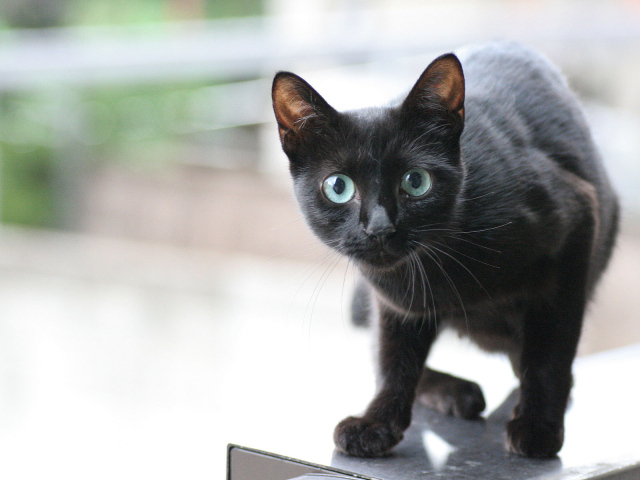 Маленький хитрый чёрный кот