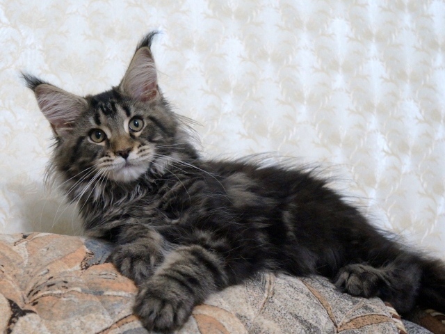 Кот мейн-кун лежит на диване