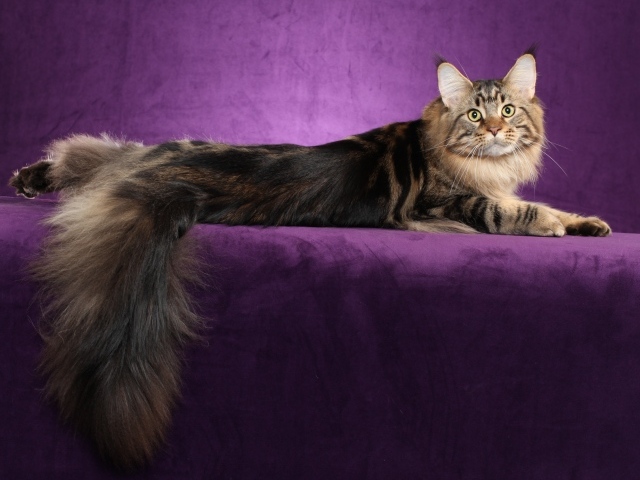 Кот мейн-кун позирует на фиолетовом фоне