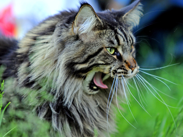 Кот мейн-кун хочет спать