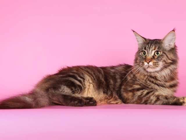 Кот мейн-кун на розовом фоне позирует