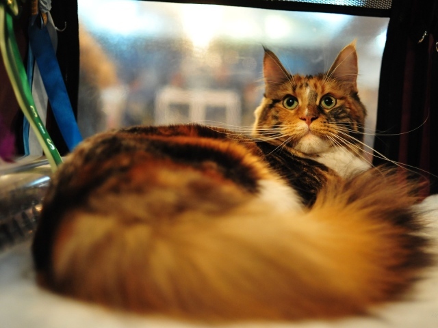 Кот мейн-кун с зелёными глазами важно позирует