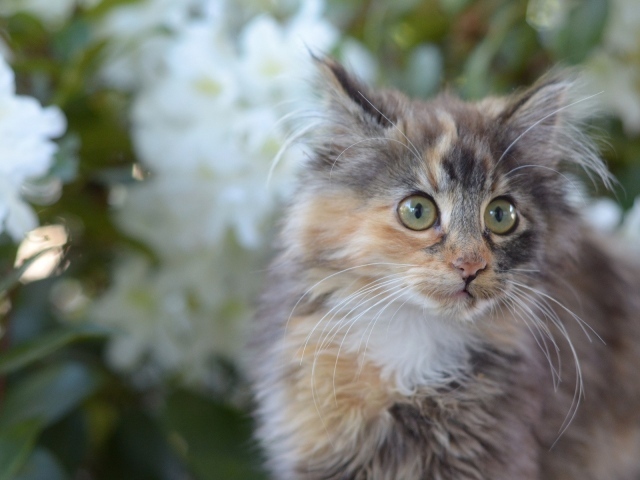 Мартовский кот