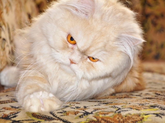 Персидский кот с рыжими глазами