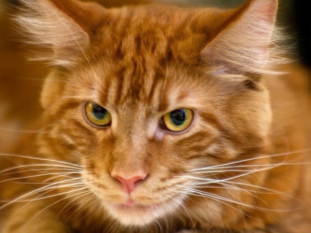 Рыжий кот мейн-кун крупным планом