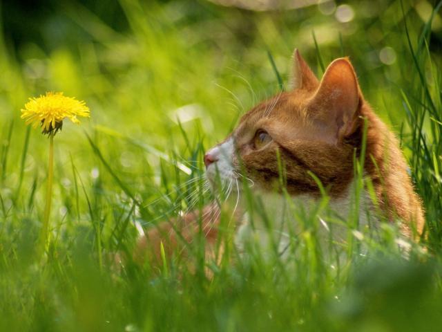 Рыжий кот в траве