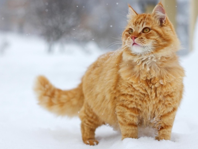 Рыжий кот на снегу