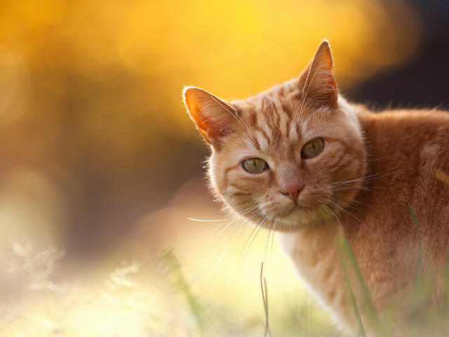 Рыжий кот на оранжевом фоне