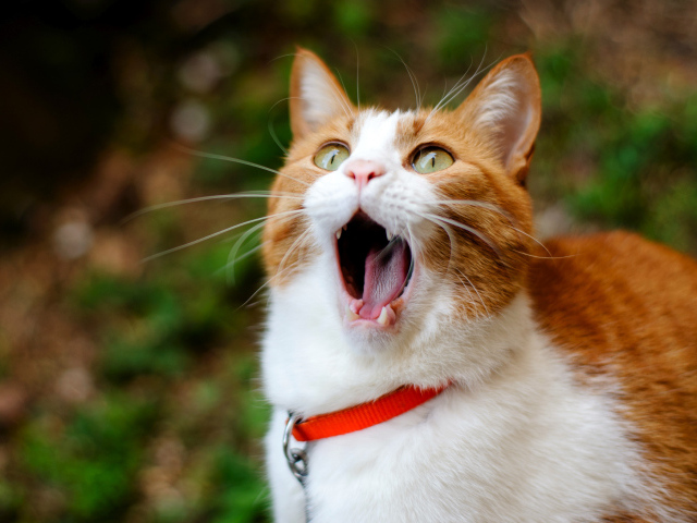 Рыжий кот с открытым ртом