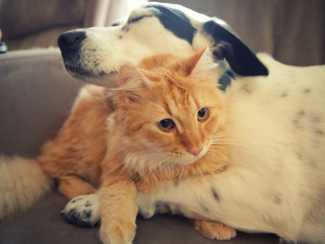 Рыжий кот и пёс