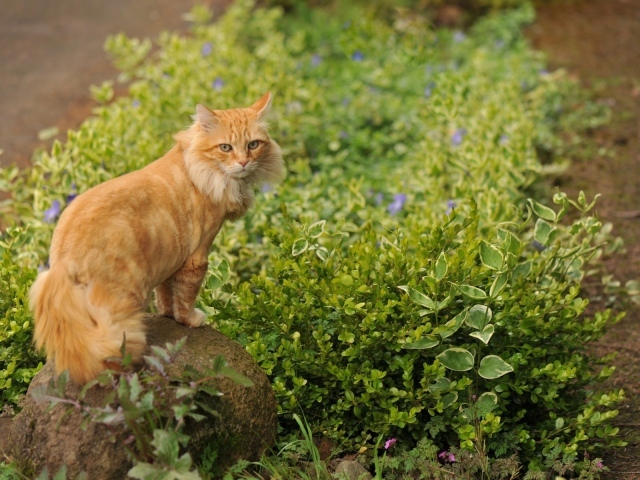 Рыжая кошка стоит на камне