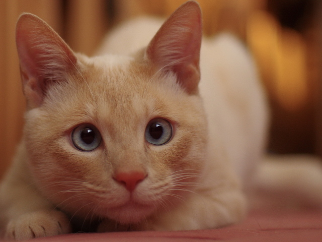 Рыжий кот с голубыми глазами кого-то увидел