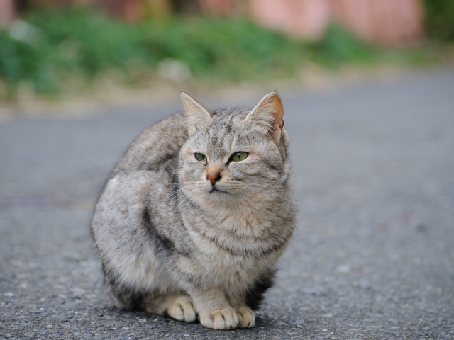 Грустный уличный кот