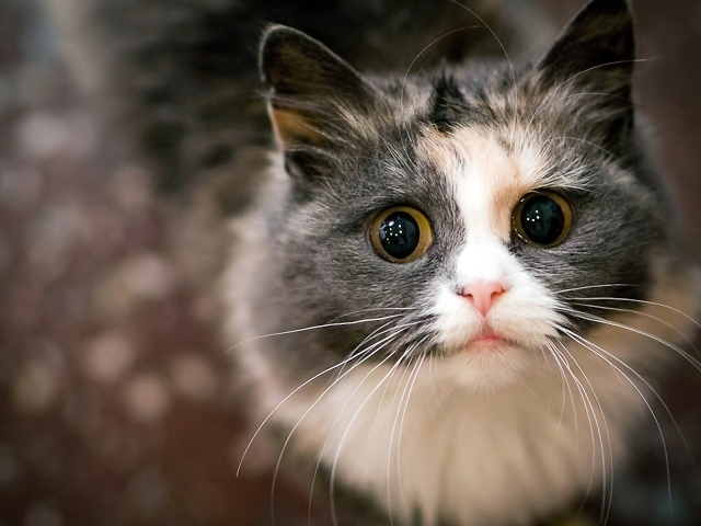 Испуганный кот с огромным глазами