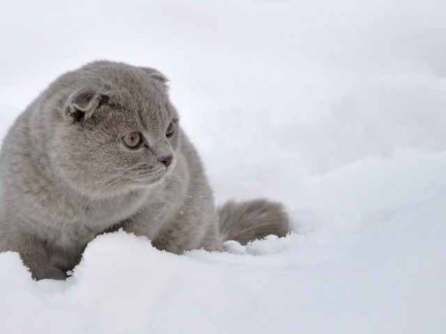 Шотландский вислоухий кот в снегу