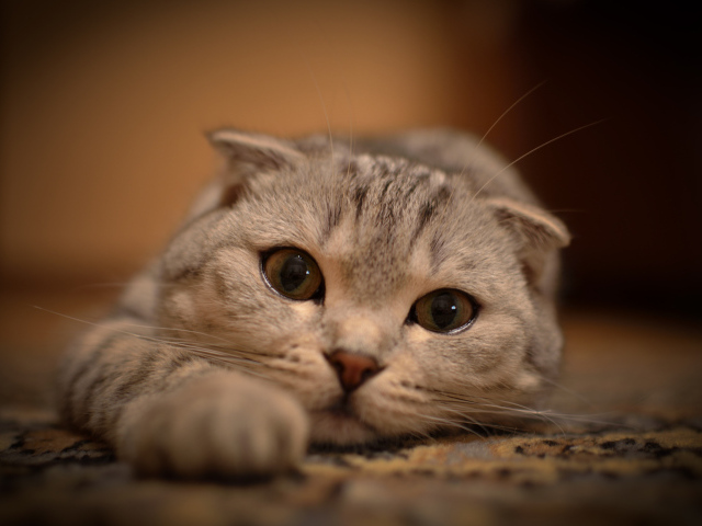 Шотландский вислоухий кот на ковре