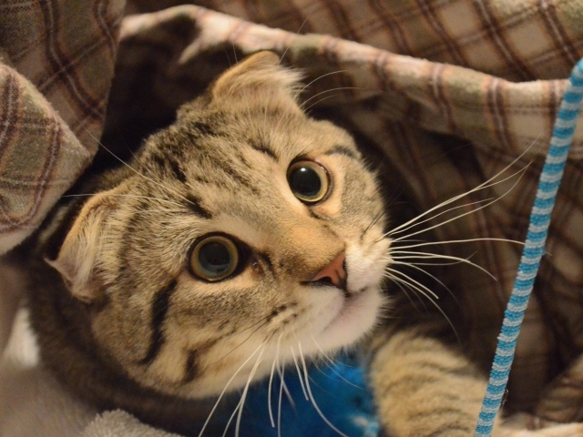 Шотландский вислоухий кот что-то увидел