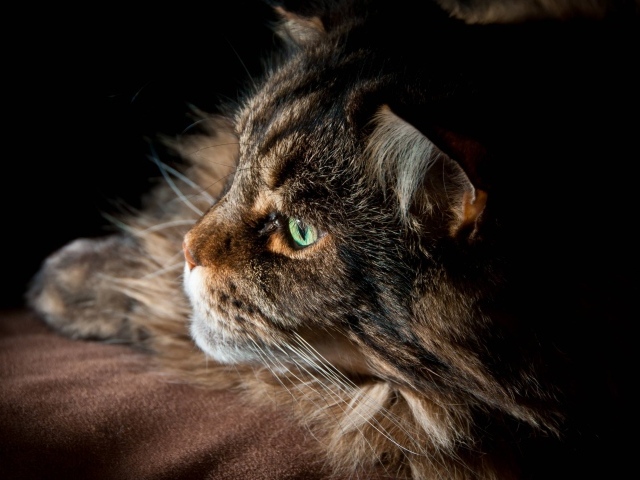 Серьёзный кот мейн-кун с зелёными глазами