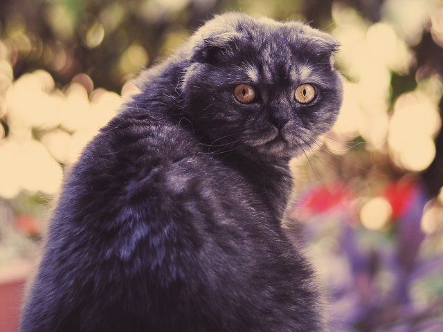 Шотландский вислоухий серьёзный кот