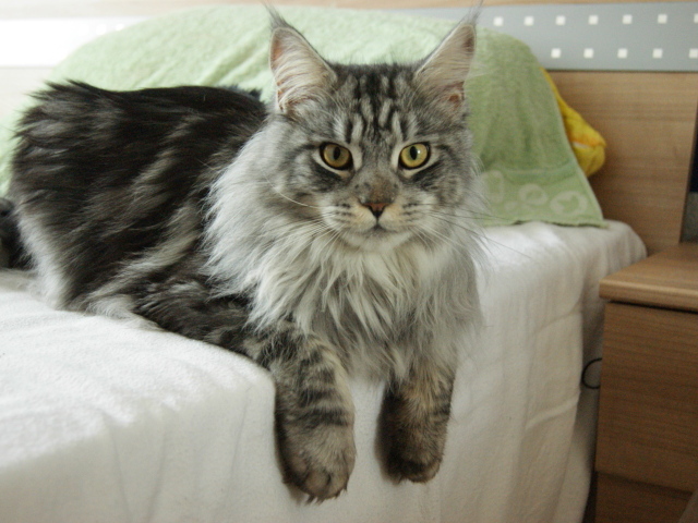 Красивый серьёзный кот мейн-кун лежит на кровати